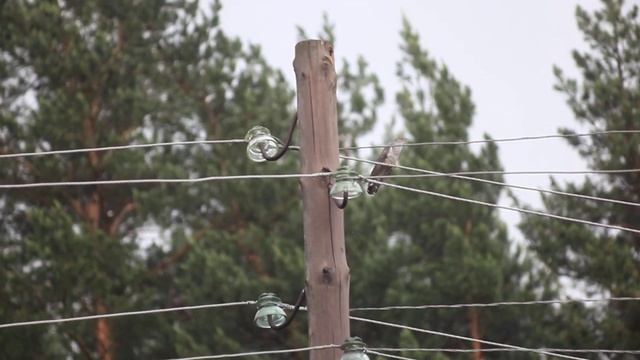 Кукушка. Cuckoo bird смотреть онлайн