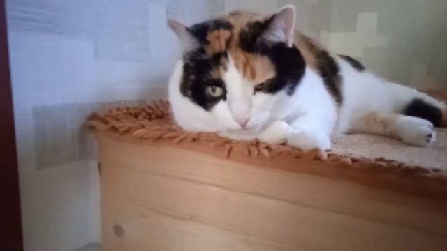 Моя маленькая грустинка. #влог смотреть онлайн