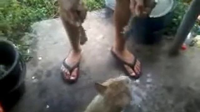 Скажи мяу смотреть онлайн