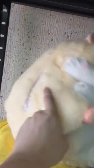 Хомяк 3 в 1 с пледом смотреть онлайн