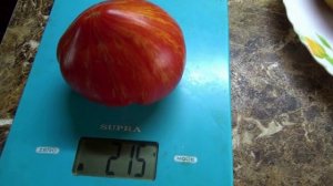 Я не могла пройти мимо этого КРАСАВЦА! Томатный Гном Каменистый ручей посеяла в первую очередь.