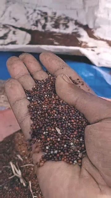 Sarso (Black Mustard)#trending #shortvideo #adivasi #short #desimarket #agriculture смотреть онлайн