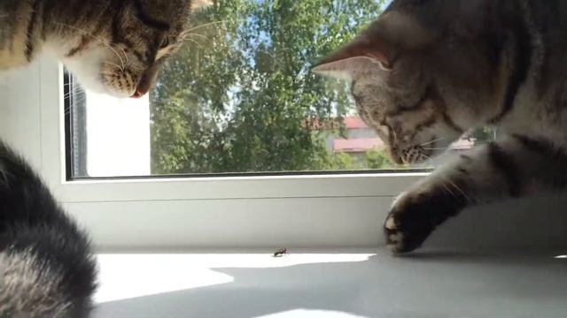 Коты и муха смотреть онлайн