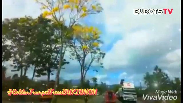 The Golden Trumpet Trees of Bukidnon - 2020 Footages смотреть онлайн