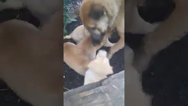 Wow!! Amazing dogs!! Приключения Графини БУЛОЧКИ и друзей! Лучшие собаки в мире смотреть онлайн