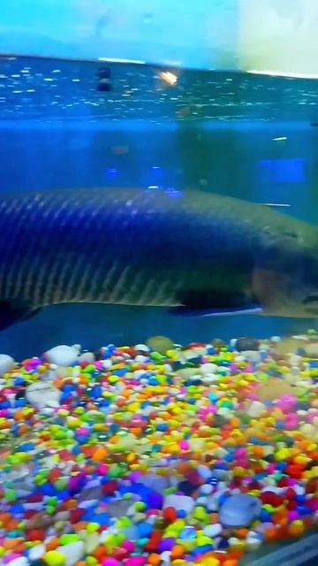 American Wight piranha Fish Vs African Arapaima. #bigfish #freshwaterfish смотреть онлайн