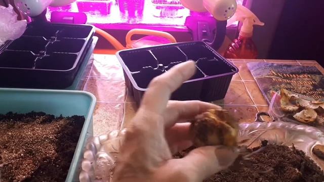 1960.  Размножение лилий. ВПЛ(3.03.2021 г)