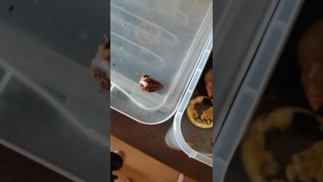 Знакомство с нашими улитками смотреть онлайн