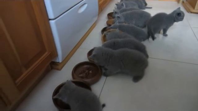 Котята дружно кушают смотреть онлайн
