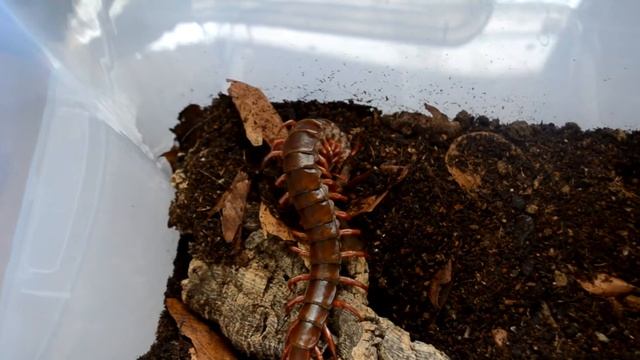 Scolopendra "Red Thai" live feeding 1080p(HD) смотреть онлайн