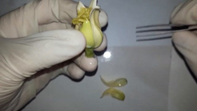 Dissection of Carica papaya смотреть онлайн