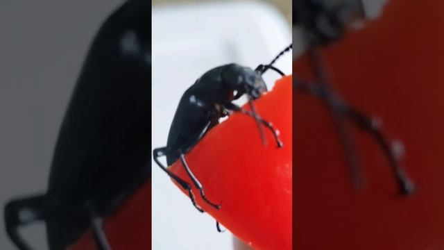 Superworm Darkling Beetle eating pepper #insect #feeder #reptiles #darkling #beetle #metamorphosis смотреть онлайн