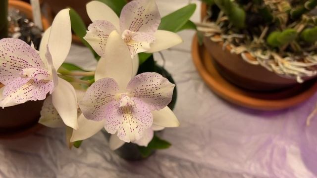 Orchids- Blooms Update смотреть онлайн