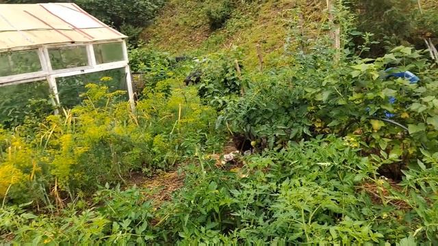 Коты, шкодники, сбрасывают цыплят в прудик. смотреть онлайн