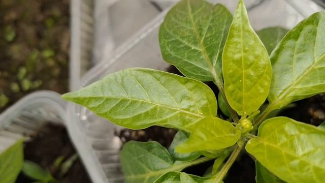 Выписали лечение на 15 тыщ! Рассада пострадала, пока меня не было дома смотреть онлайн