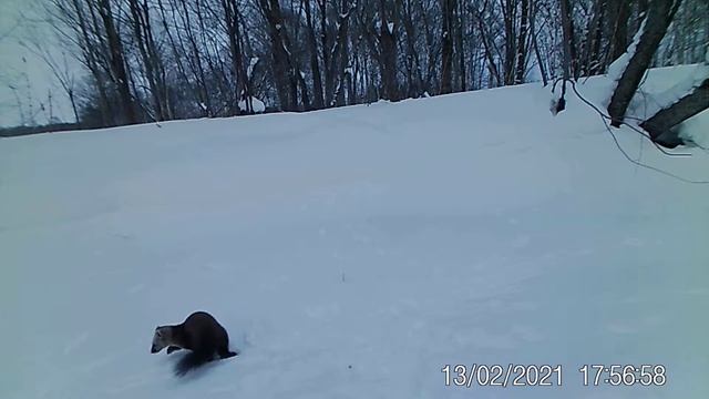 И снова соболь ставит метку смотреть онлайн