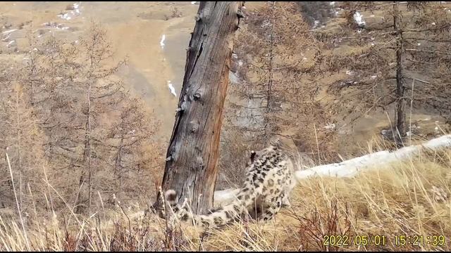 Снежный барс, фотоловушки июнь 2022 г смотреть онлайн