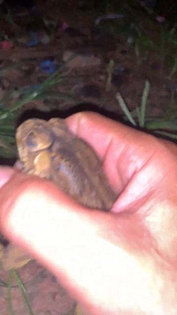 Wonderful toad frog voices #virallife #rainfrog #animal #wildlife #viral #life #dailyvlog #shorts смотреть онлайн