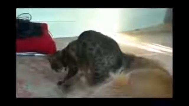 Cat Compilation   Top 2013   Funny Moments With Cats
