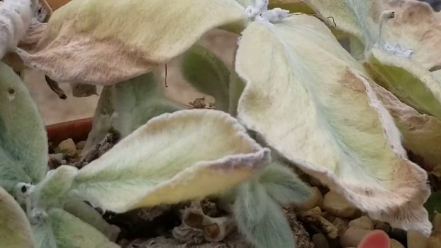 SINNINGIA LEUCOTRICHA SUCCULENT PLANT