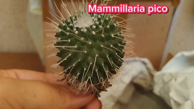 COMPREI CACTOS NO CACTÁRIO HORST | RECEBIDOS PAGOS | MARÇO 2024 смотреть онлайн