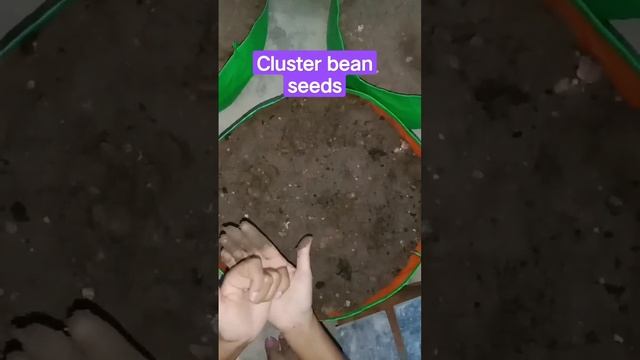 cluster bean seeds# గోరుచిక్కుడు #easily growing vegetables on terrace garden@gardening bliss смотреть онлайн