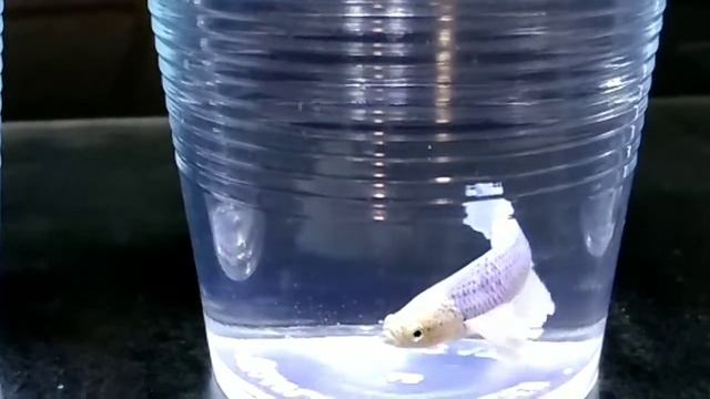 Слонові вуха самки смотреть онлайн