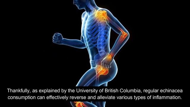 Echinacea Health Benefits смотреть онлайн