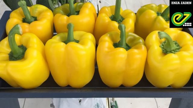 Pimientos Enza Zaden смотреть онлайн