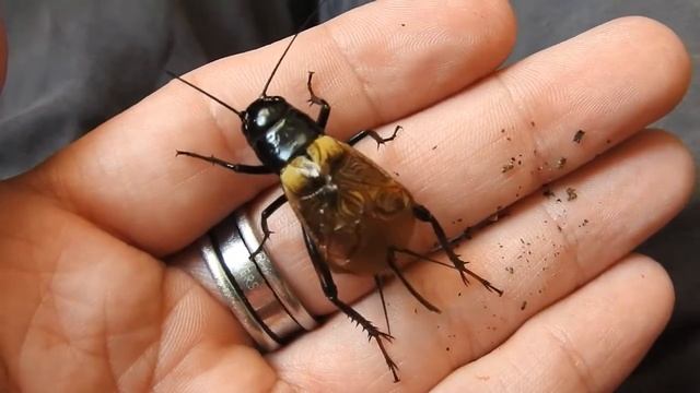 #Gryllus #bimaculatus смотреть онлайн