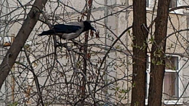 Коты и ворон... смотреть онлайн