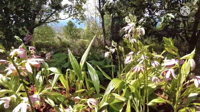 เอื้องพร้าว หรือ ฉัตรพระอินทร์ Phaius indigoferus Phaius tankervilleae (Banks) Blume. смотреть онлайн