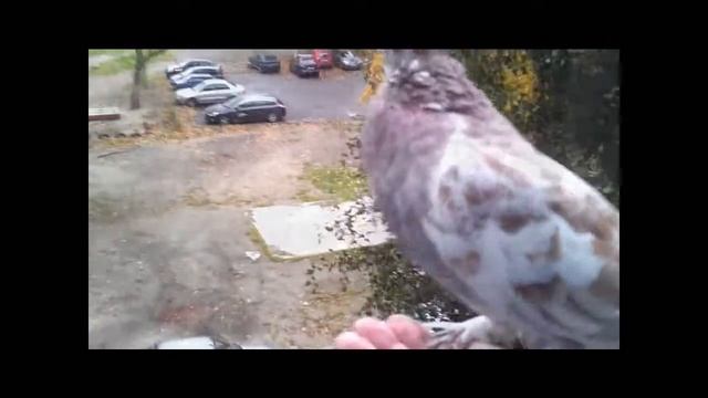 САМЫЙ КРАСИВЫЙ ГОЛУБЬ смотреть онлайн
