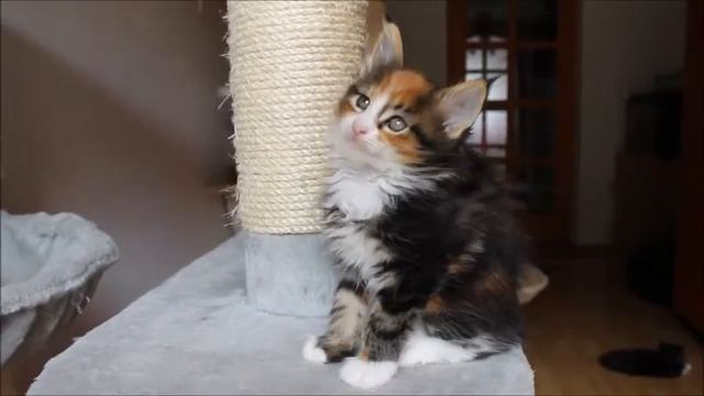 Heart Stealer Calypso 7 weeks old maine coon girl смотреть онлайн