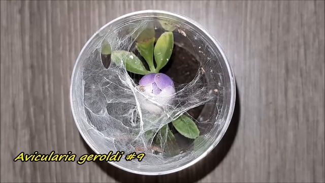 Tarantula Feeding Video #9, spreading the love! - part 1 of 3 смотреть онлайн