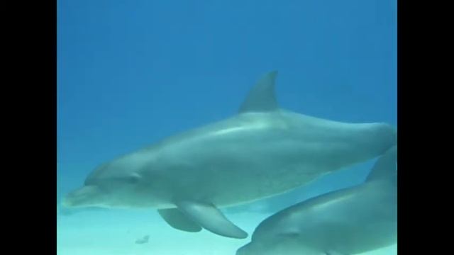 dolphins1.mpg смотреть онлайн