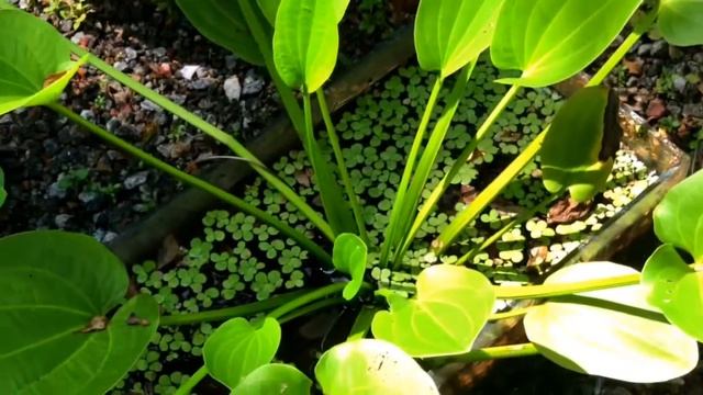 Mexican Sword / Aquarium Plant/ Water Plant / Amazon Sword смотреть онлайн
