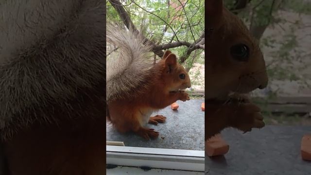 Дуся ест, а синичка боится подлететь за орешком#2024#squirrel#белка#animals#птицы смотреть онлайн
