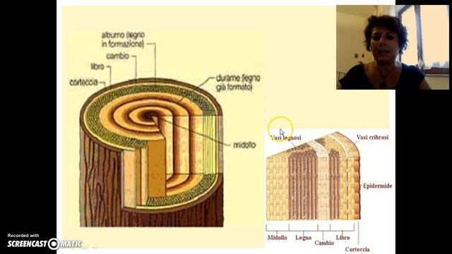 Il fusto e le sue funzioni смотреть онлайн