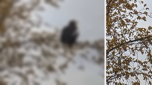 Rare eagle sighting in Atlantic Canada like palm tree in the tundra, expert says смотреть онлайн