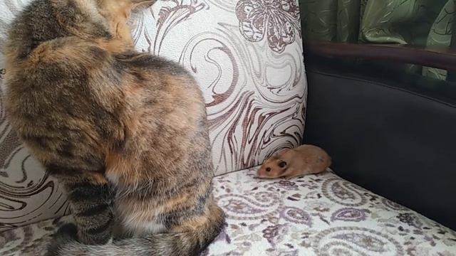 Будни Кошки и Мышки 5 кошка Мася и хомяк Жорик смотреть онлайн