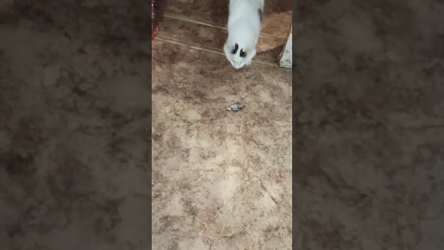 ШОК!!! КОТ СЪЕЛ ПТЕНЦА!!!! смотреть онлайн