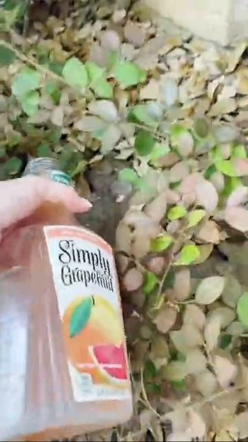 Citrus juice fertilizer #shorts смотреть онлайн