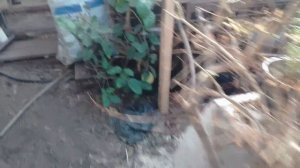 можно ли укоренить черенки яблони?