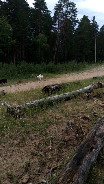Перед ГрозоЙ. смотреть онлайн