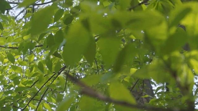 ▲Природа▲ Начинания в съёмке ▲ смотреть онлайн