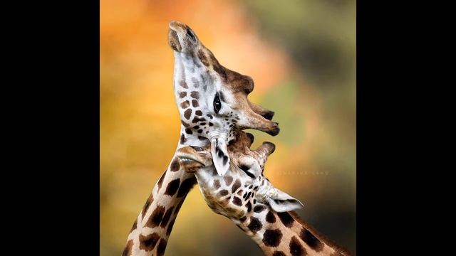 Love... смотреть онлайн