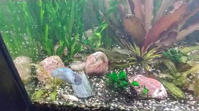 Неизвестный паразит уничтожает аквариум!!! смотреть онлайн