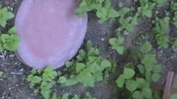 Giant Thorny Stick Insect adult mated pair - Trachyaretaon brueckneri