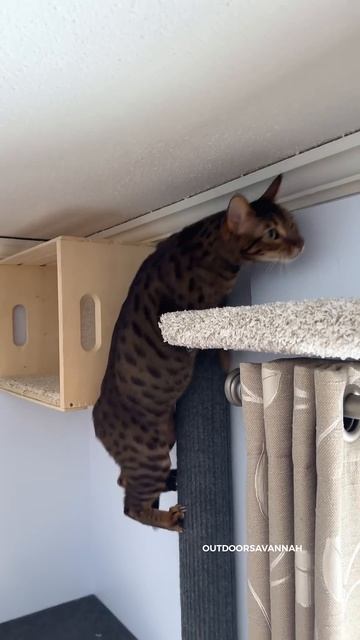 French Cleat Shelf for a Cat #cat смотреть онлайн